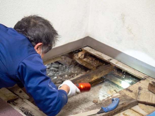Best Crawl Space Mold Removal  in Benton, TN