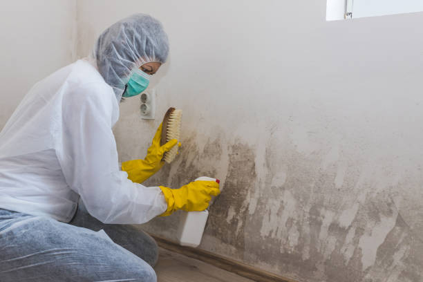 Best Home Mold Removal  in Benton, TN