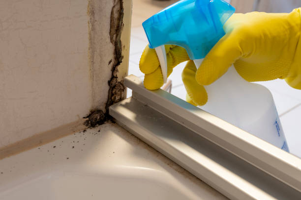 Certified Mold Removal in Benton, TN