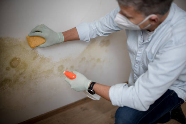 Best Black Mold Removal  in Benton, TN