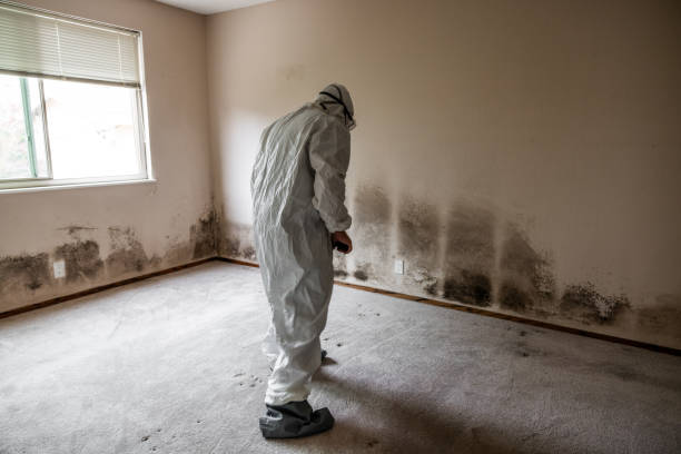 Best Attic Mold Removal  in Benton, TN