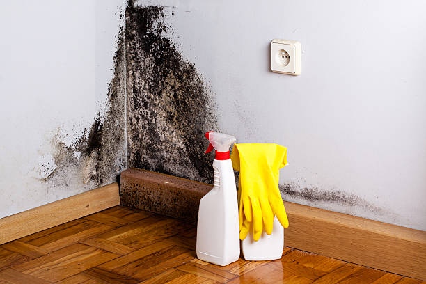 Certified Mold Removal in Benton, TN